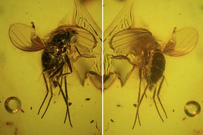 Detailed Fossil Fly (Diptera) In Baltic Amber #84583